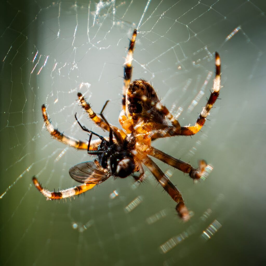 Cómo optimizar tu sitio web para atraer inversores 1 pexels photo 33387399